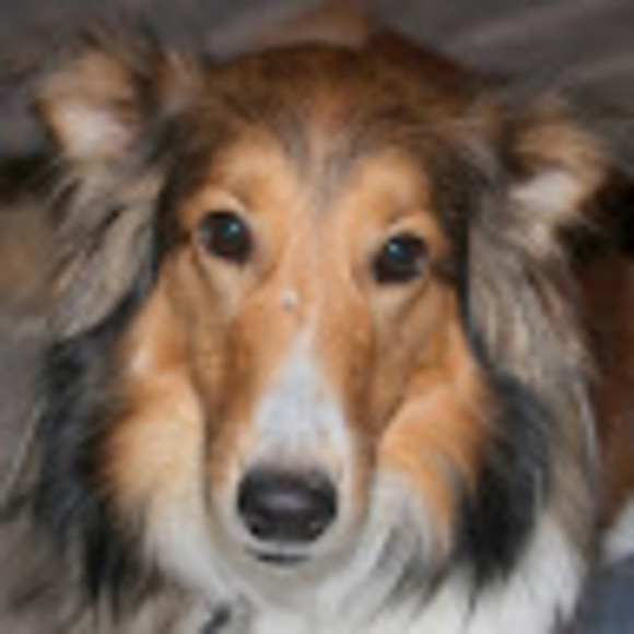 Meet your Posher, Cindy - Picture 1 of 1